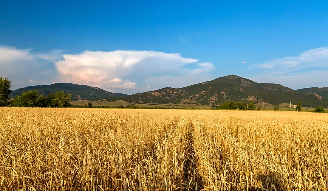 Wheat field in Kazakhstan.