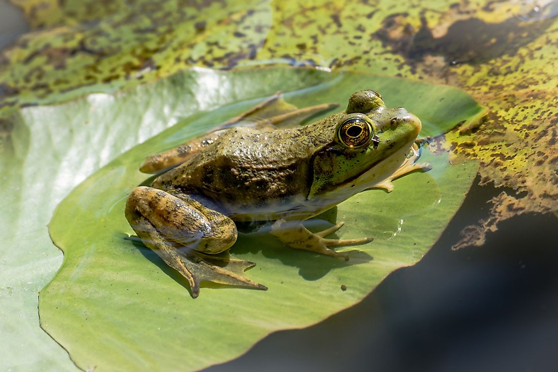 The American bullfrog is the state amphibian of Oklahoma. 