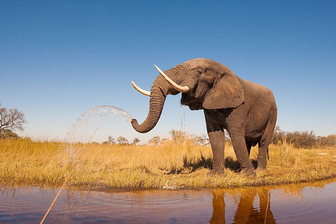 Elephants are well known for their prominent tusks.