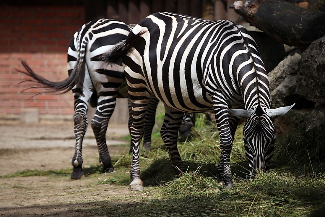 Maneless zebras. 