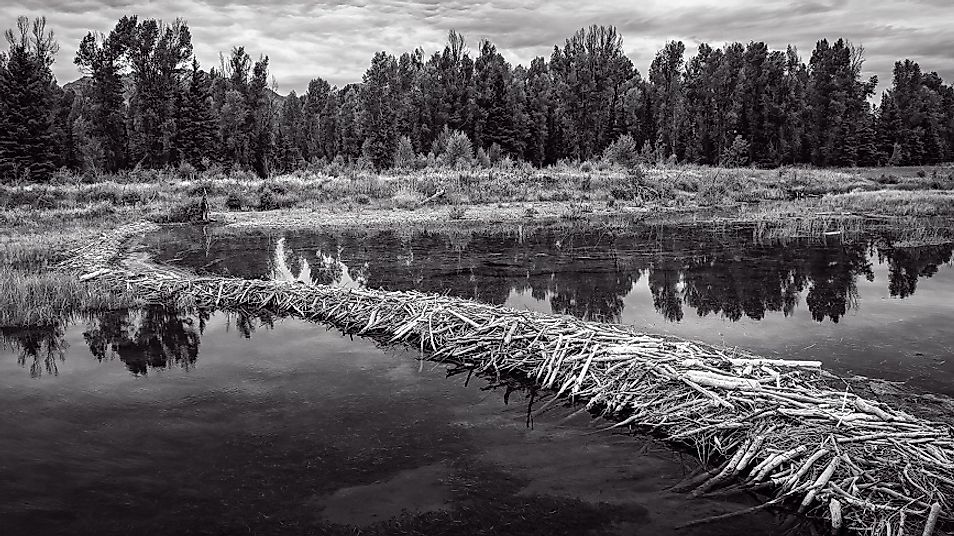 Beavers have skillfully inundated this land in the U.S. state of Wyoming.