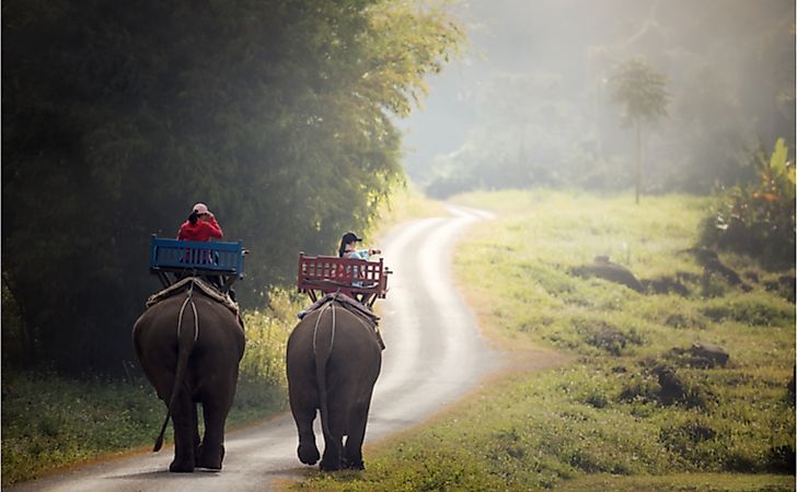 Elephant trekking through jungle in northern Laos.