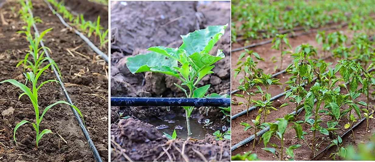 Corn (left), eggplants (center), and peppers (right) being grown with water-sparing drip irrigation systems.