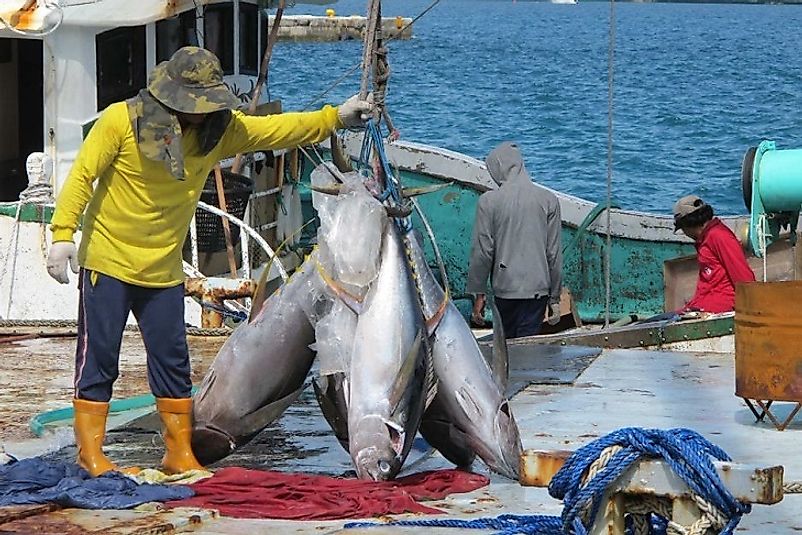 With almost two-thirds of commercial profits going towards taxes, these Palau fishermen need to net a lot of tuna to grow their bank accounts.