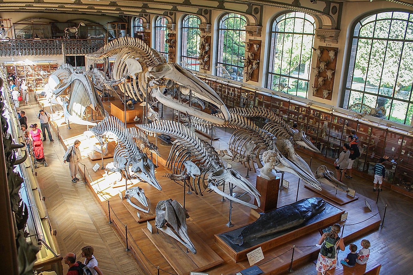 Museum of Natural History, Paris. Image credit: Shadowgate from Novara, ITALY/Wikimedia.org