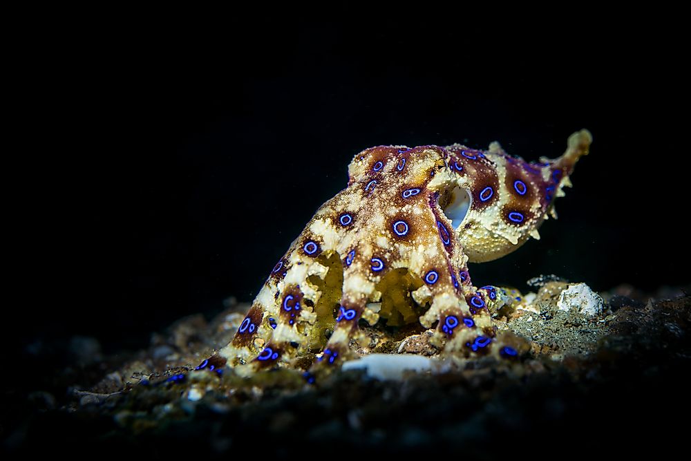 The blue-ringed octopus. 