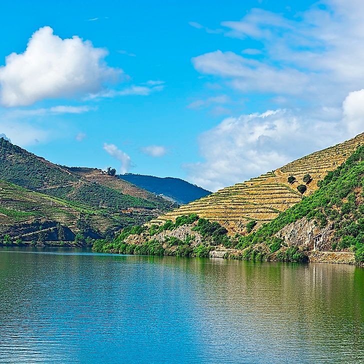 Vineyards cover these hills along the Douro River's banks in Portugal.