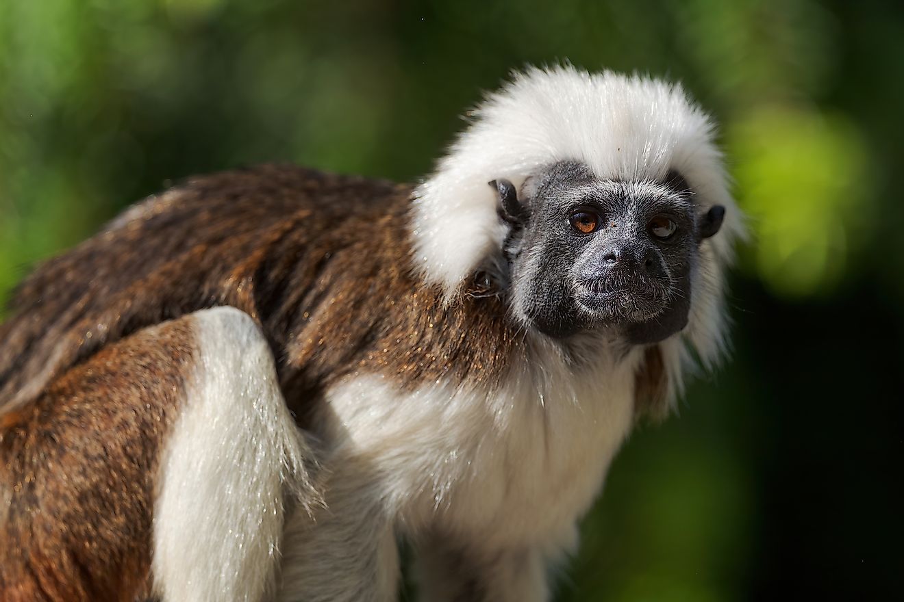 Cotton top tamarin from the forests of Colombia. Image credit: David Havel/Shutterstock.com