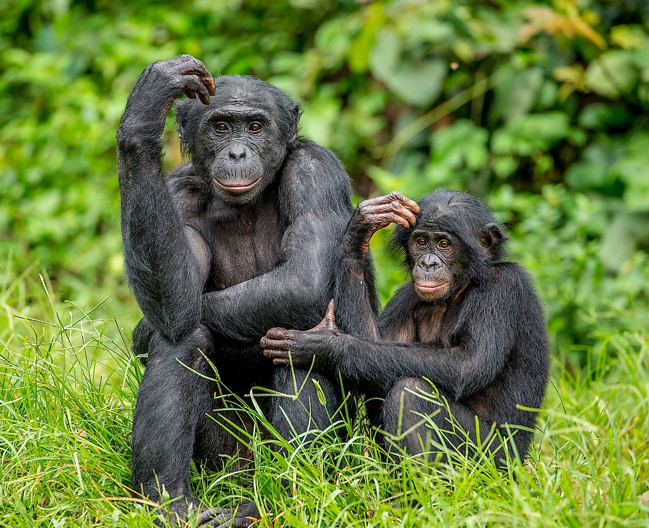 Female bonobo with a baby is sitting on the grass. Democratic Republic of the Congo, Africa. Image credit: GUDKOV ANDREY/Shutterstock.com