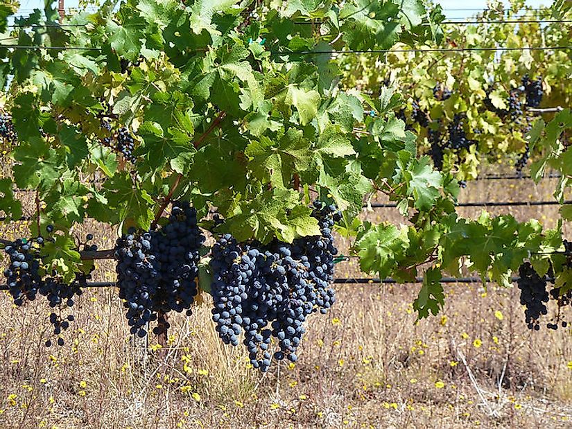 Monte Bello vineyard in Santa Cruz Mountain AVA of the California winery.