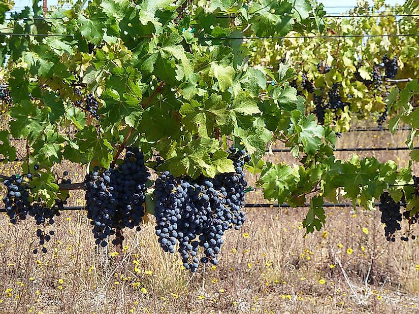 Monte Bello vineyard in Santa Cruz Mountain AVA of the California winery.