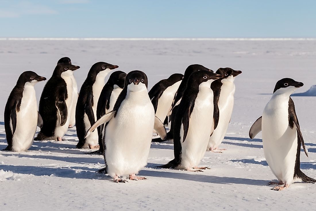 A group of Adélie penguins. 