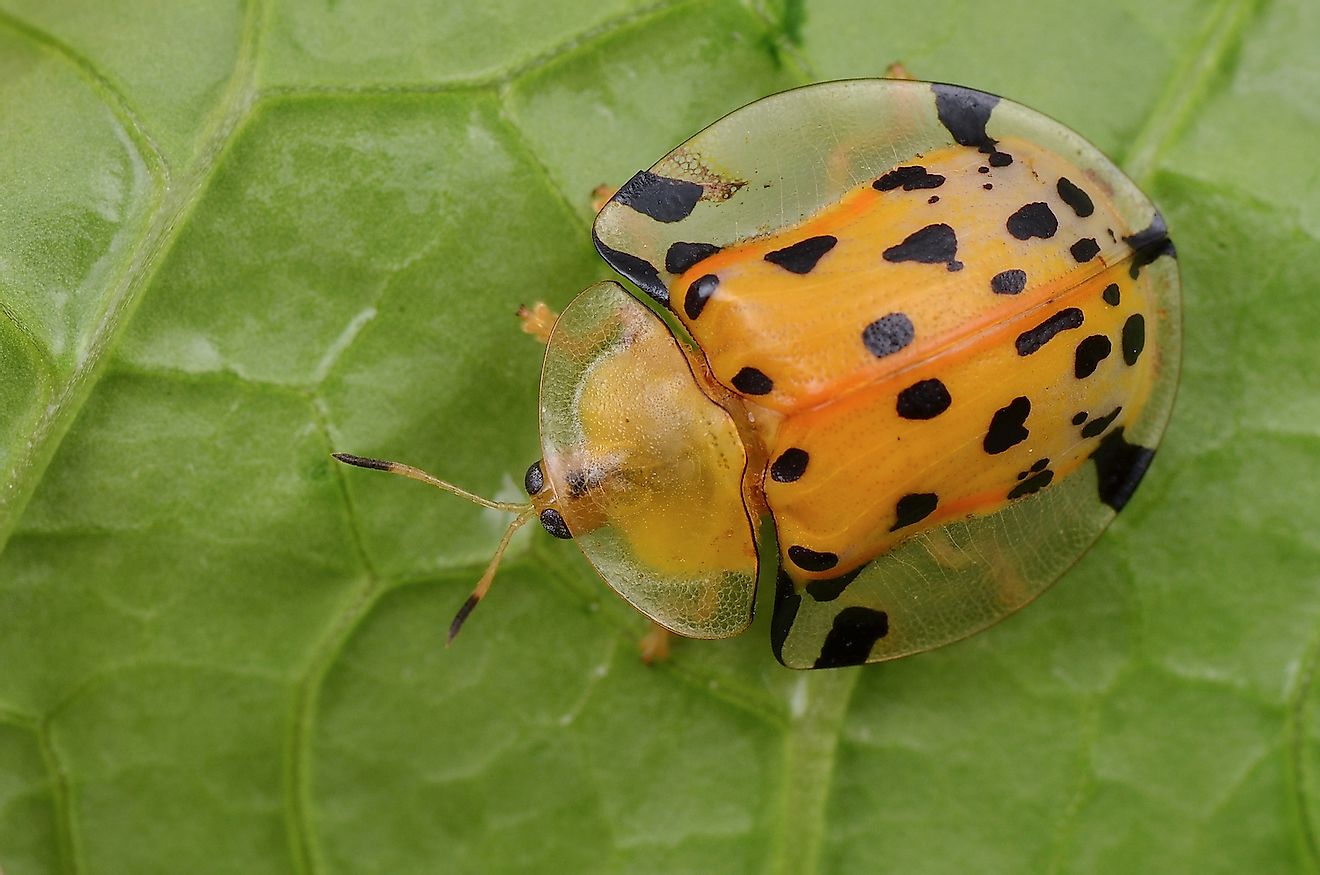 Tortoise Shell Beetles. Image credit: SIMON SHIM/Shutterstock.com