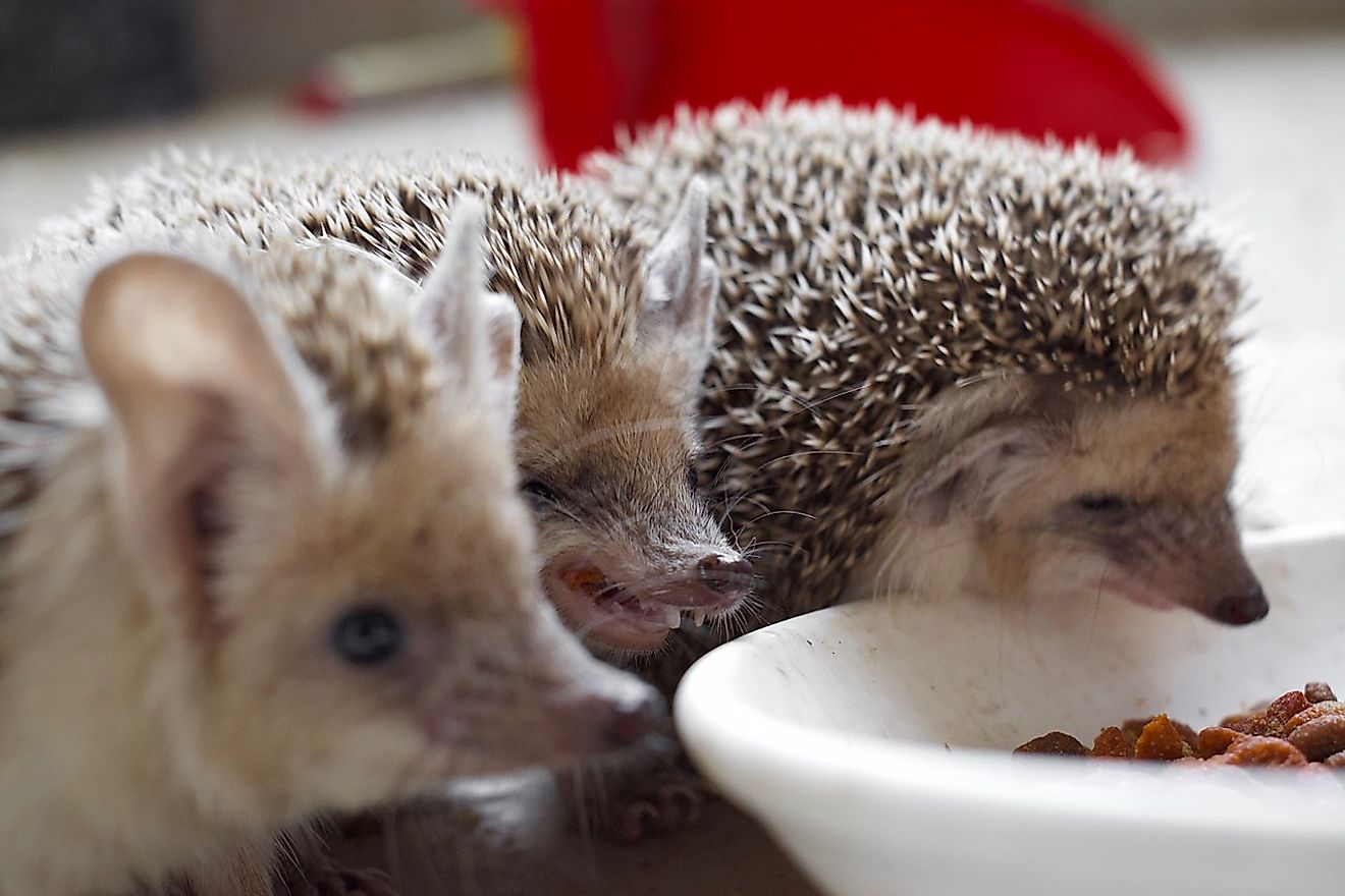 Pet desert hedgehog from the Kurdistan Region of Iraq, at lunchtime. They are invasive species in countries like the US. Better to keep them in their native habitats. Image credit: Levi Clancy/Wikimedia.org