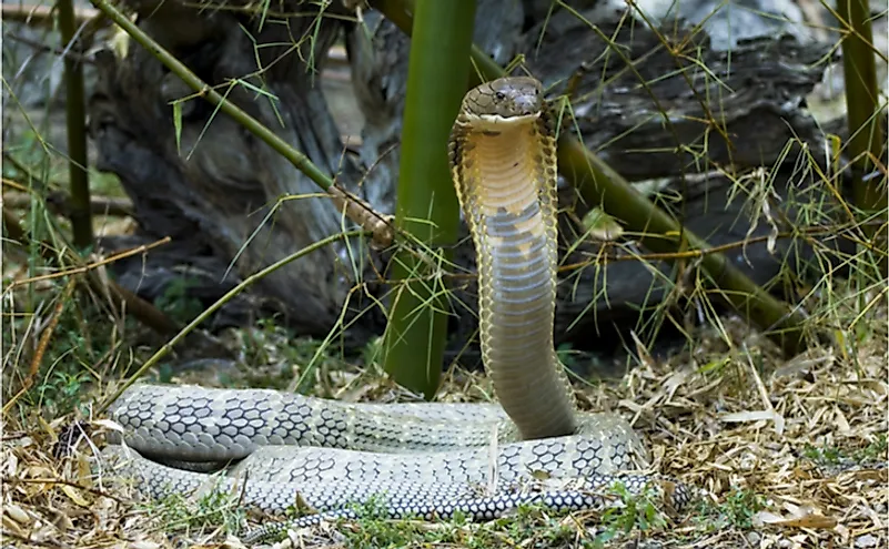 The King Cobra is the world's longest venomous snake.