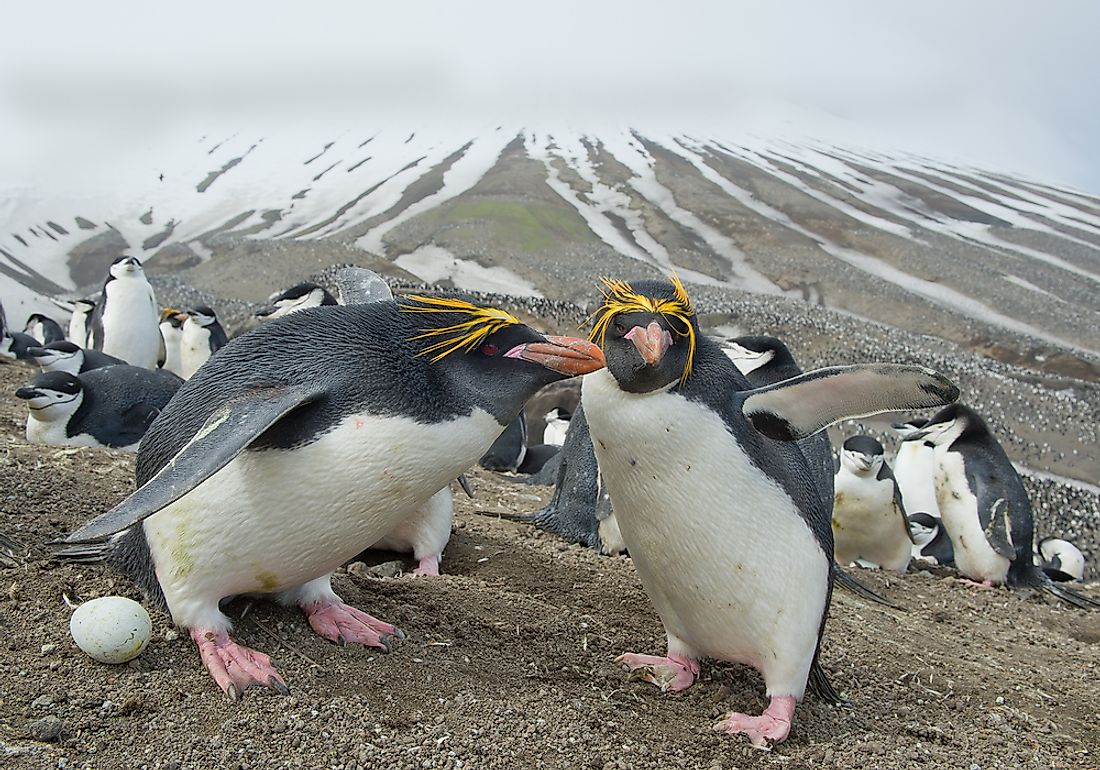 A pack of macaroni penguins. 