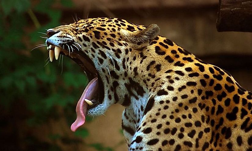 The jaguar is a big cat and the only one with its native range in the Americas.