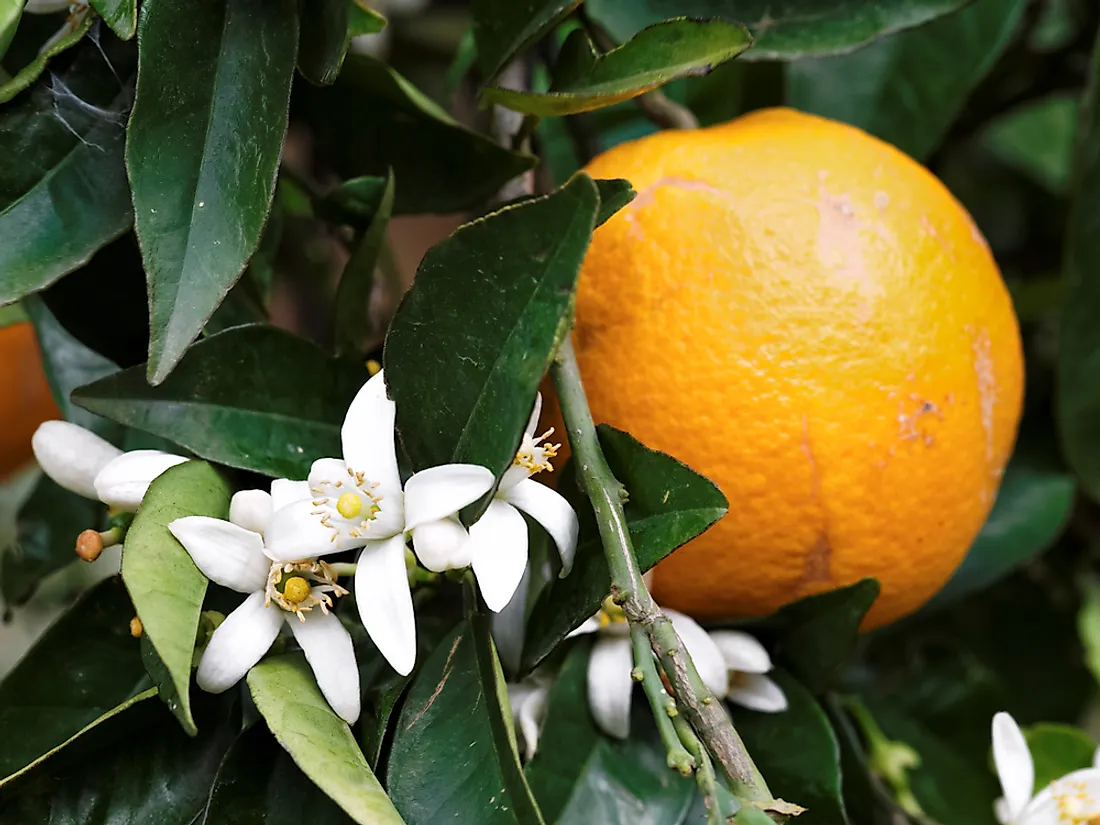 What Is The Florida State Flower? - WorldAtlas