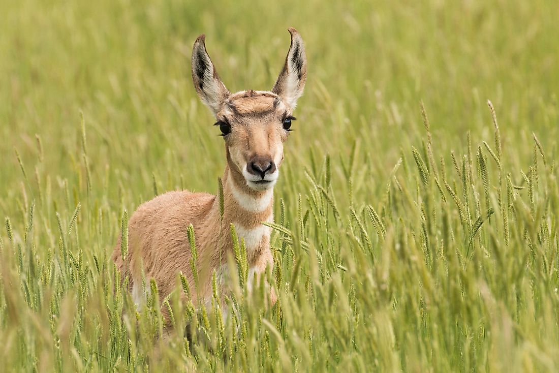 Animals That Live In The Grasslands Worldatlas