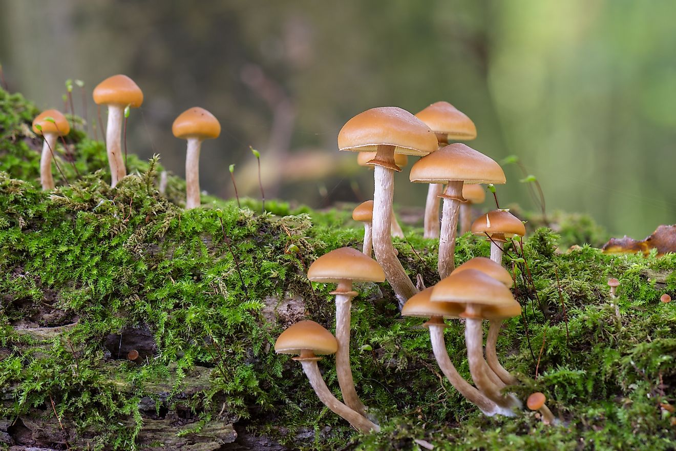 Galerina marginata is deadly poisonous mushroom. Image credit: Jolanda Aalbers/Shutterstock.com