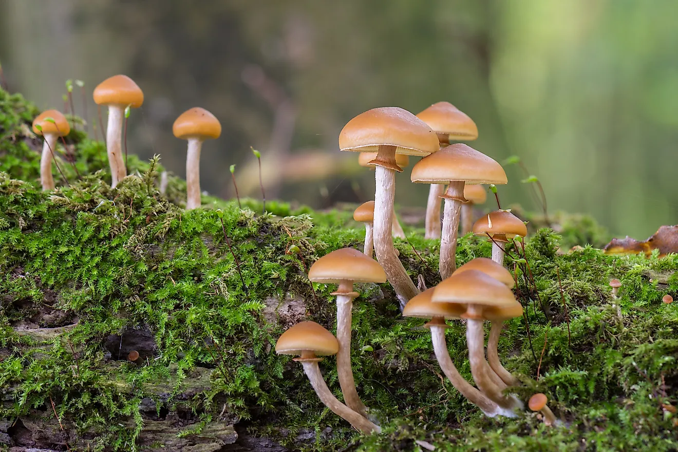 poisonous mushroom types