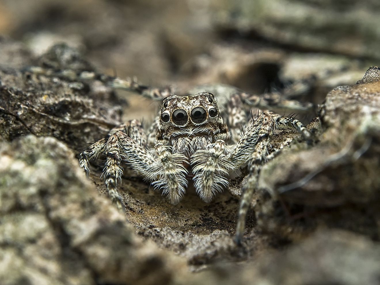 Their small sizes and ability to blend into their natural environs have enabled members of the Jumping Spider family to have such a large diaspora and global range.