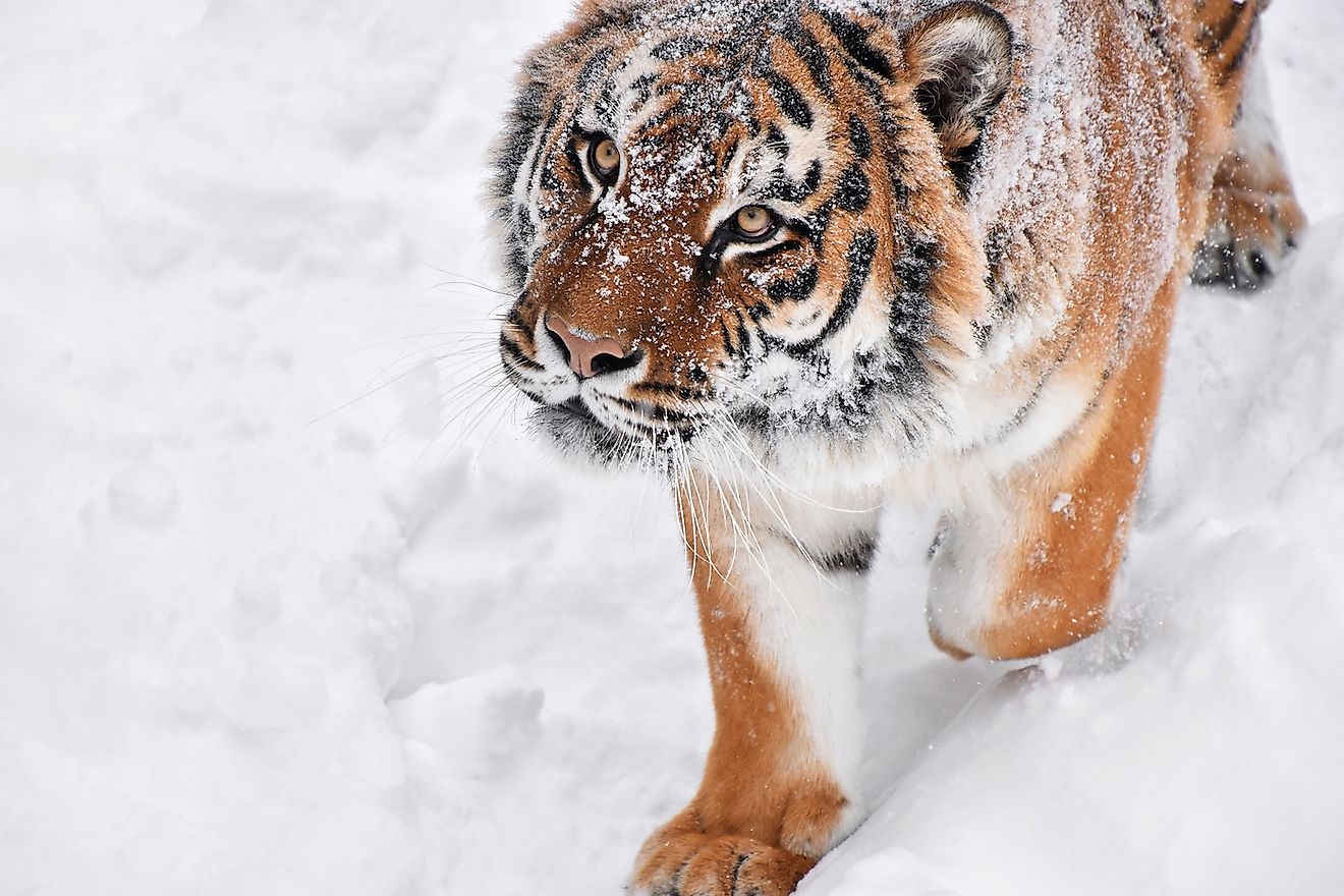 Close up portrait of Amur (Siberian) tiger in forest, looking at