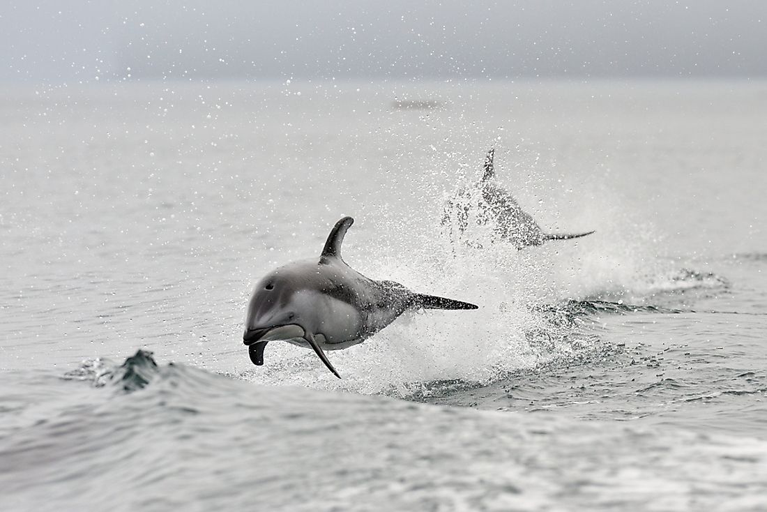 Pacific white sided dolphin showing their playful side in the Pacific Ocean near Canada. 