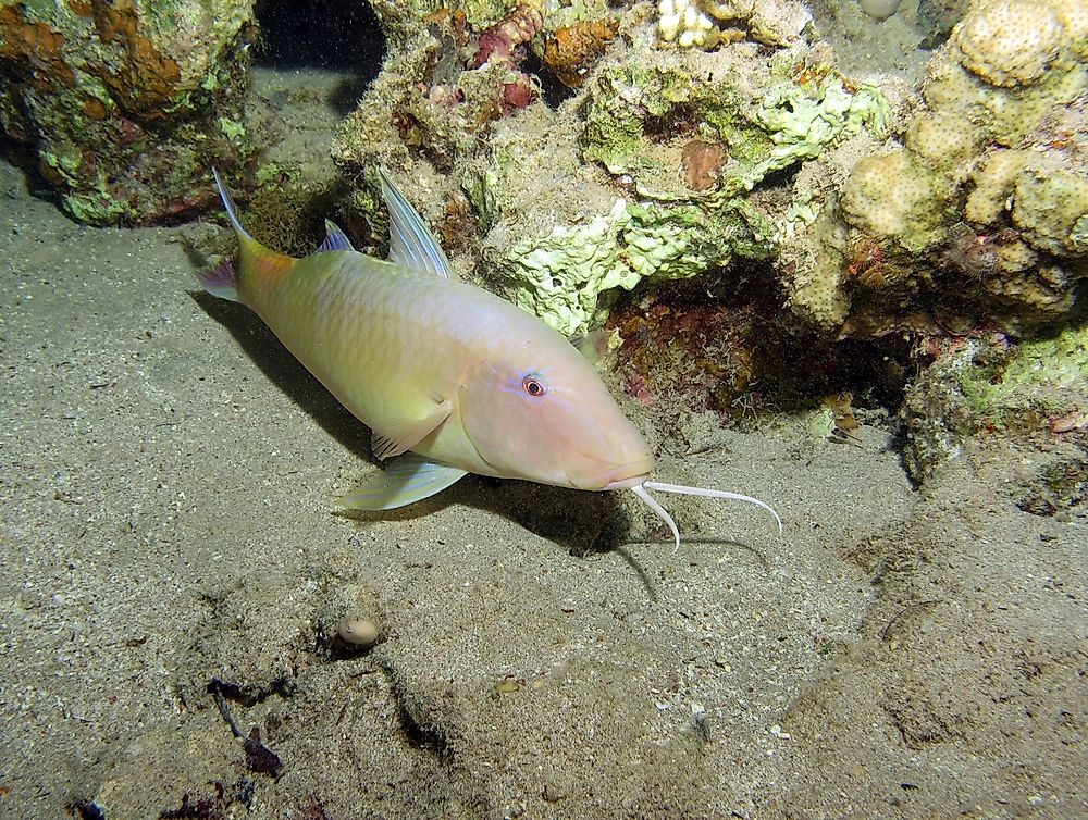 Fish settle on the bottom of their environment to rest in a trance-like manner.