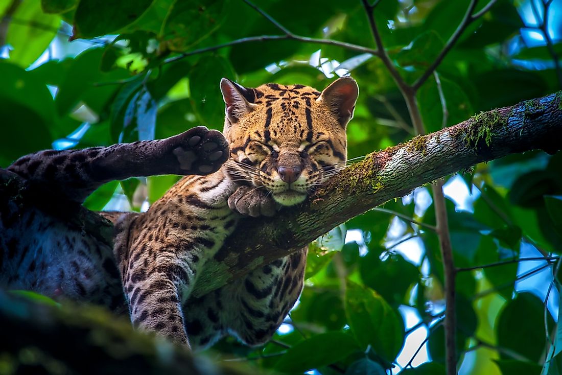 An oncilla asleep in the trees in Ecuador.