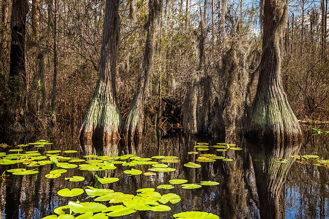 Okefenokee Swamp is considered to be one of the seven wonders of Georgia.