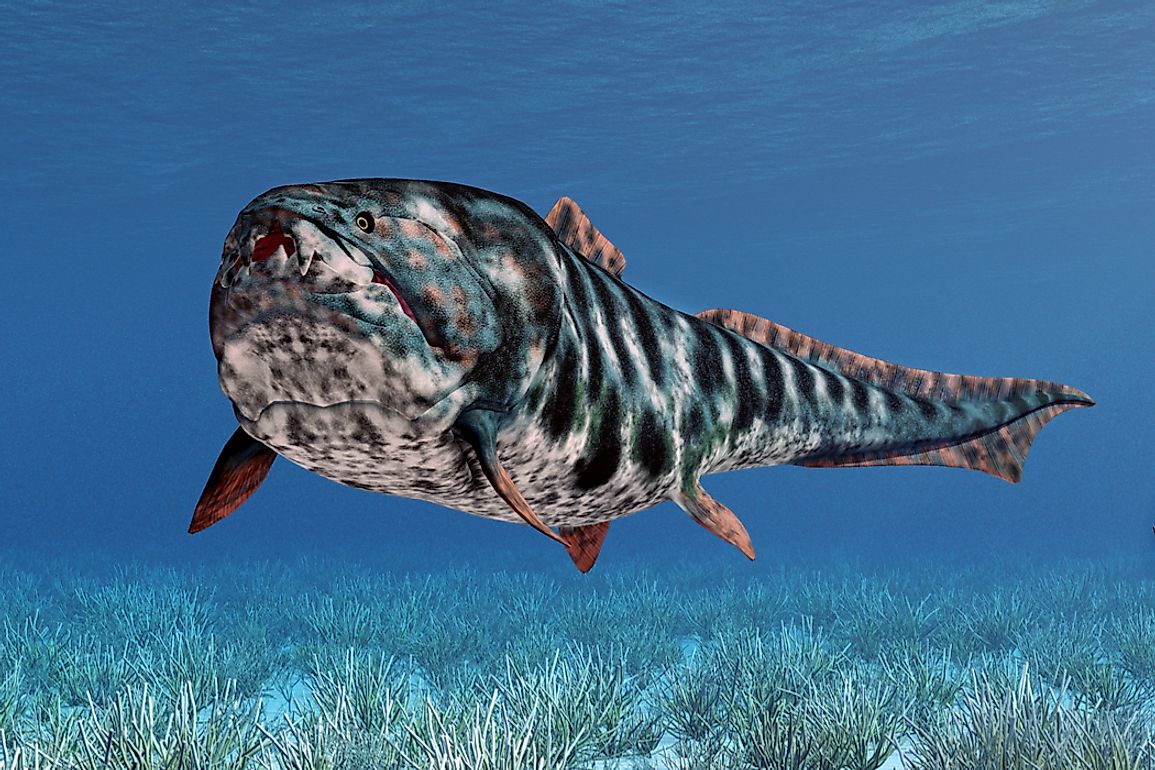 Some Dunkleosteus species could grow as large as 20 feet in length and 1.1 tons in weight.