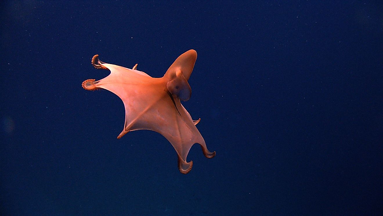 A rare dumbo octopus. Credit: NOAA Photo Library, CC BY 2.0 <https://creativecommons.org/licenses/by/2.0>, via Wikimedia Commons