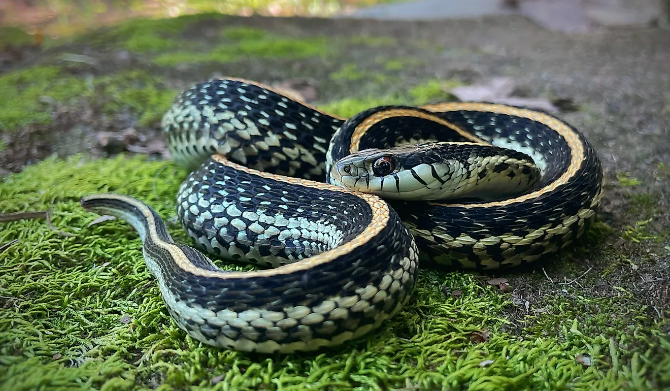Common garter snake.