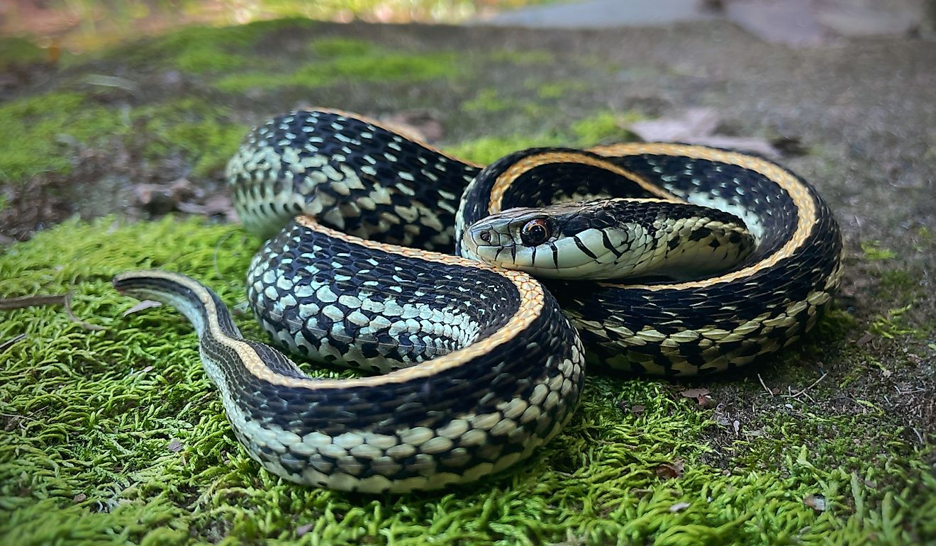 The Venomous Snakes Of South Carolina WorldAtlas