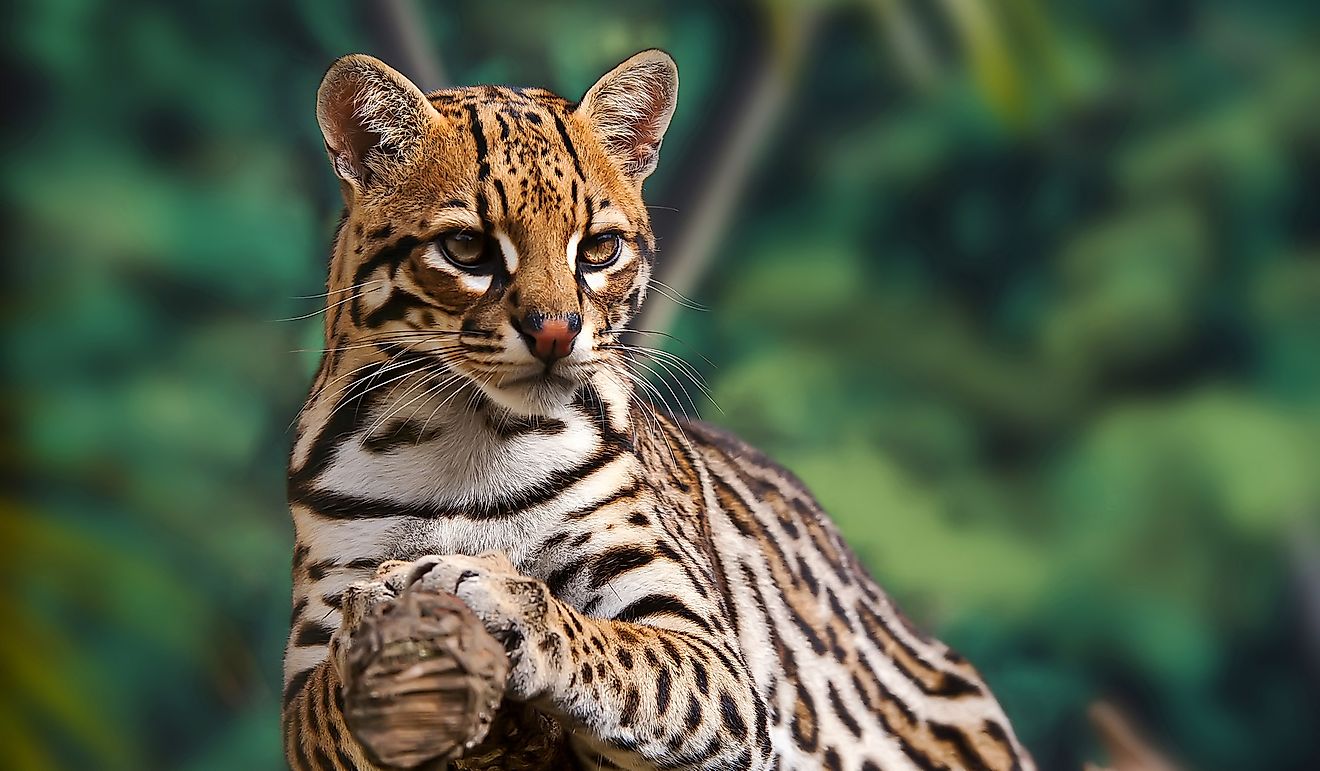 An ocelot.