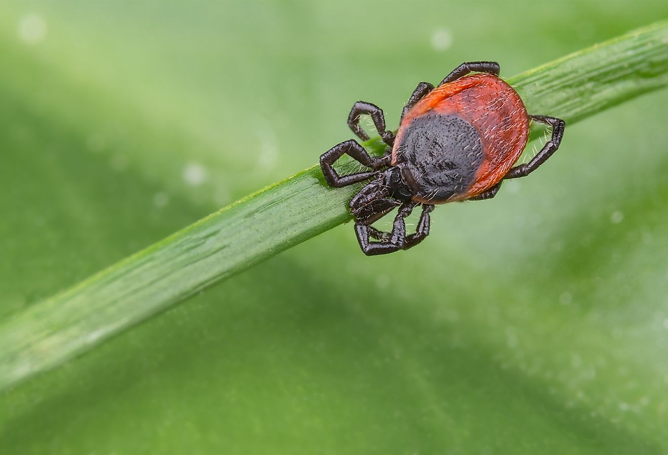 Deer tick sleeping on grass stalk.