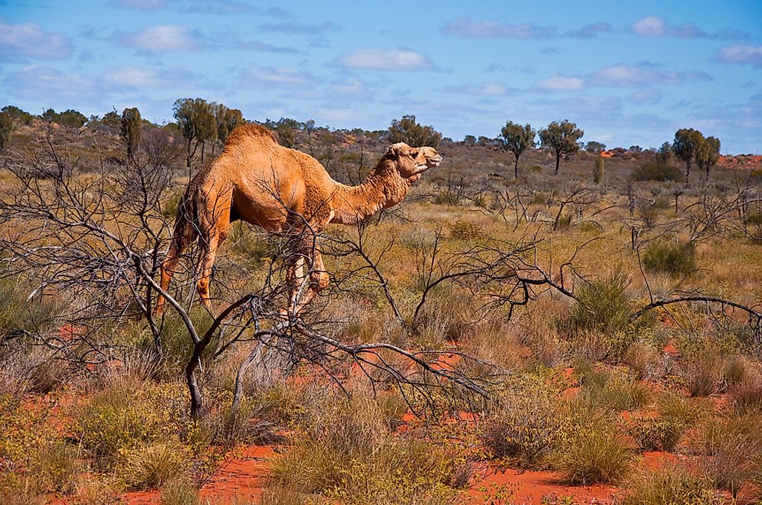 Since food is scarce in arid habitats, camels cannot afford to be choosy about the plants they eat.