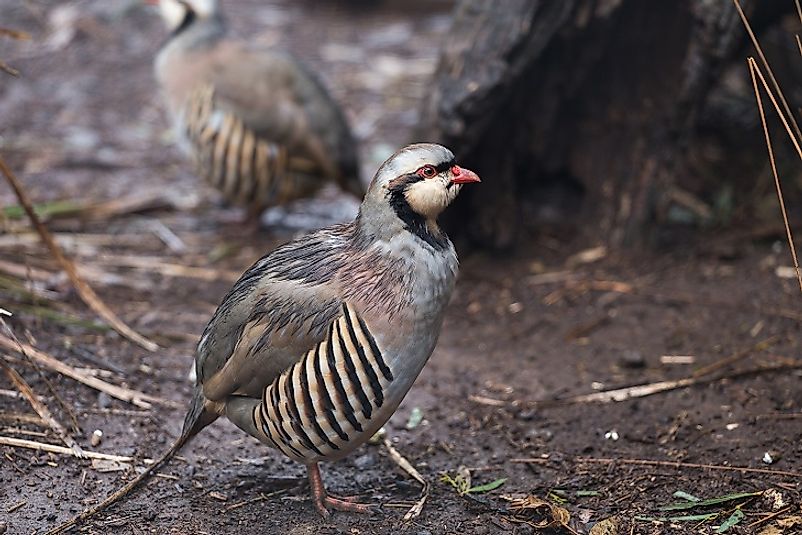 The Chukar Partridge.