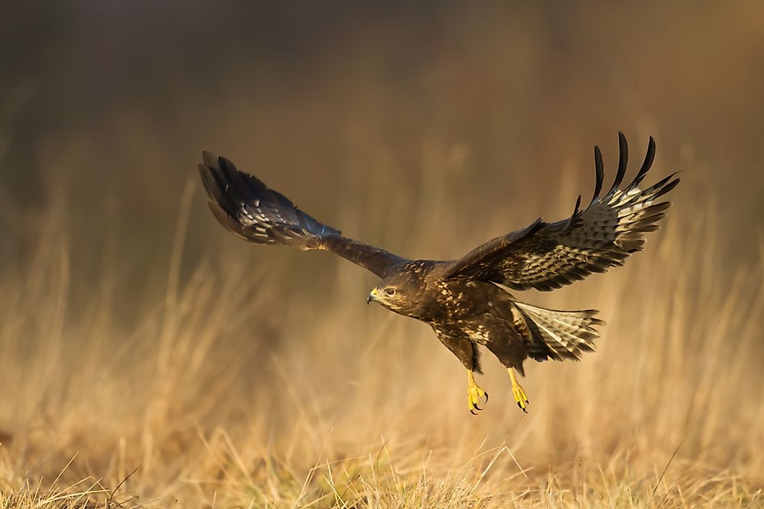 A common buzzard on the hunt.