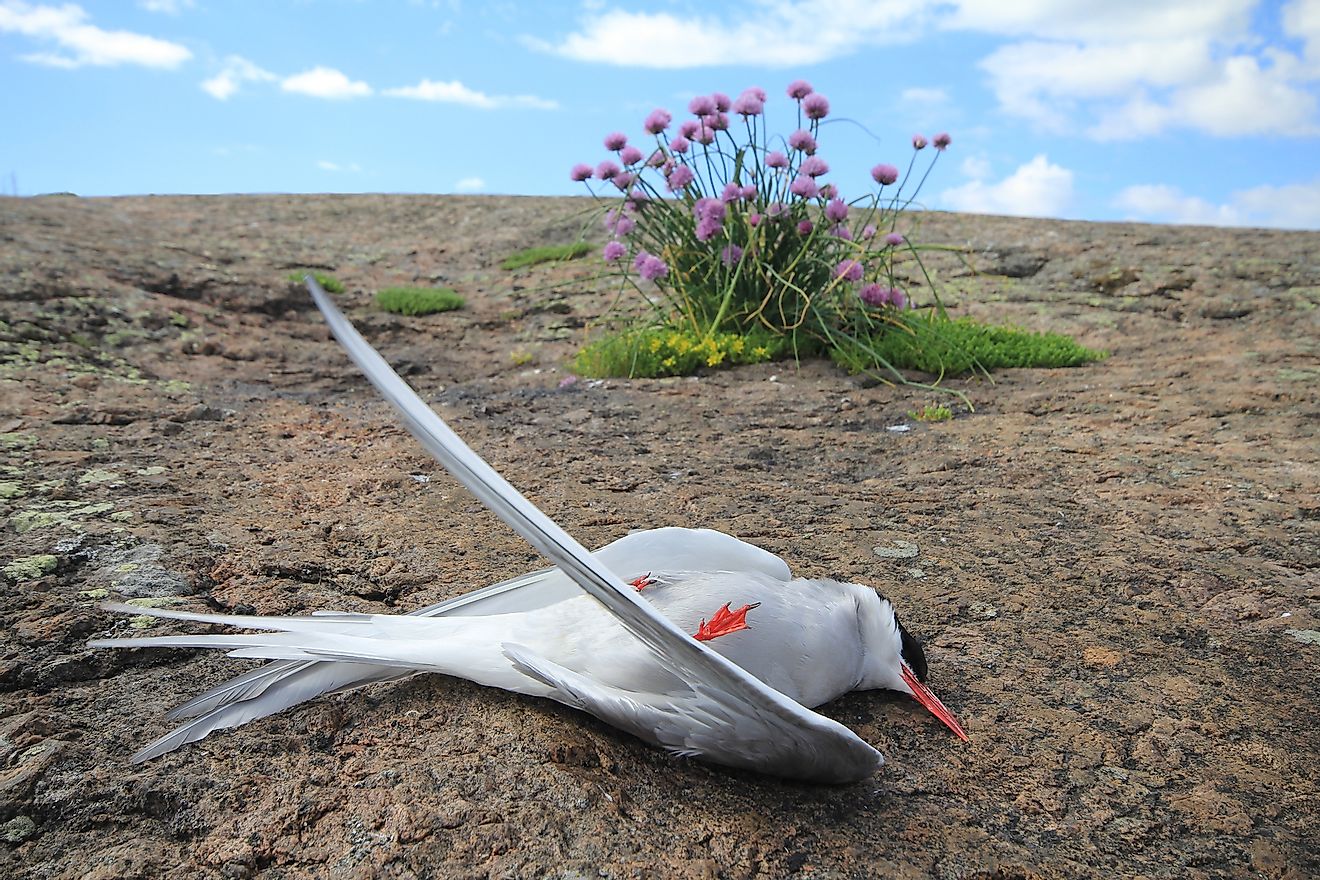 Dead Arctic tern (Sterna paradisaea) on granite island. Image credit: Maksimilian/Shutterstock.com