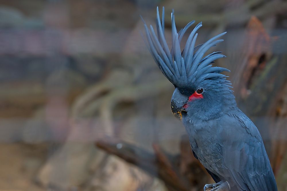 The palm cockatoo is the world's largest cockatoo species.