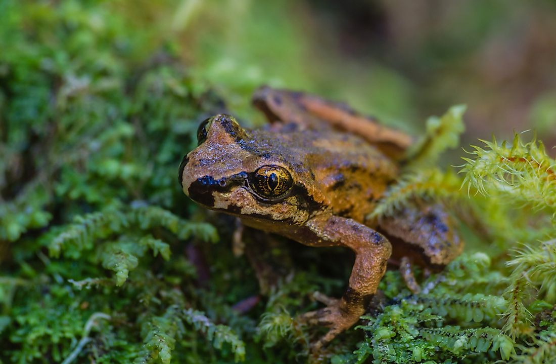 An Oregon spotted frog. 