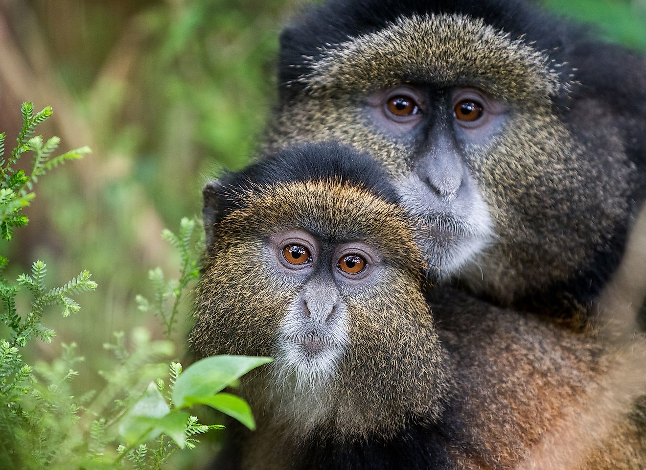 Mother and baby golden monkey in Volcanoes National Park, Rwanda. Image credit: Tony Campbell/Shutterstock.com