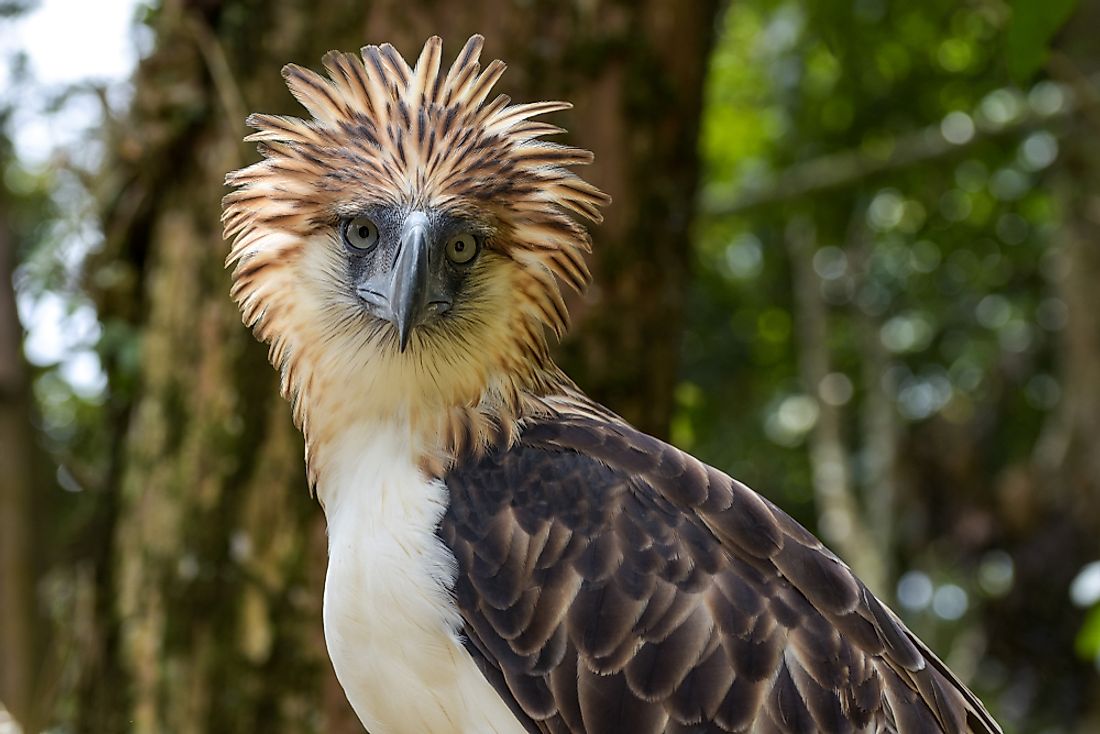 The Philippine eagle. 