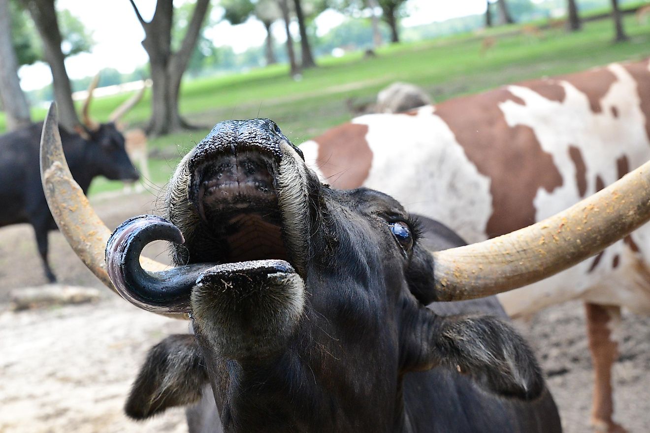 Beefalo is an offspring of domestic cattle and the American buffalo.