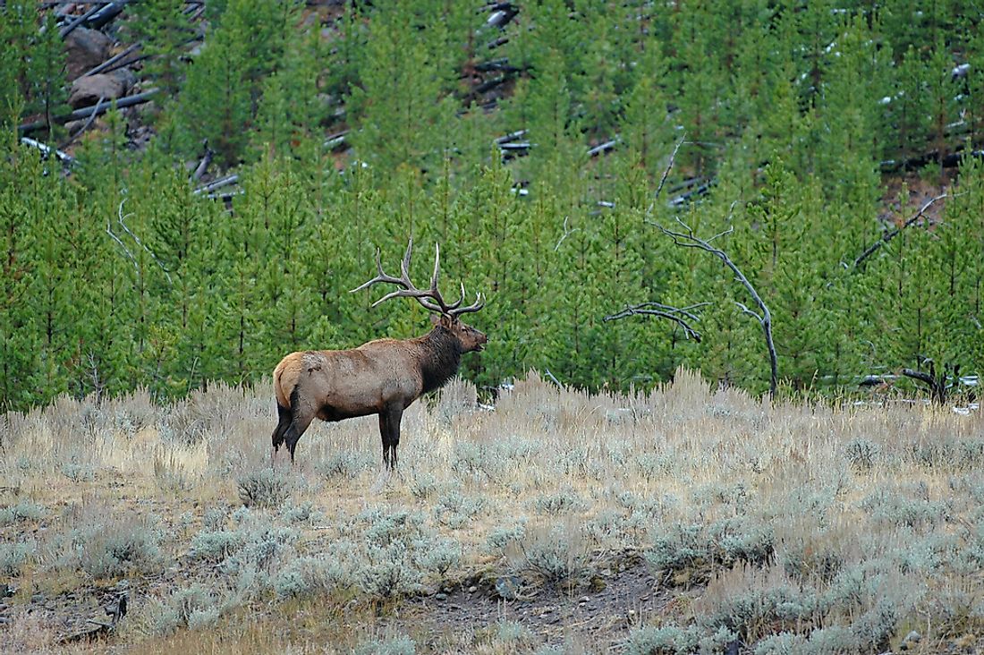 Elk in Utah