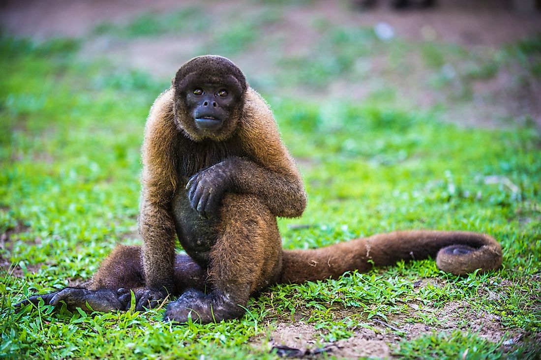 A yellow-tailed woolly monkey. 