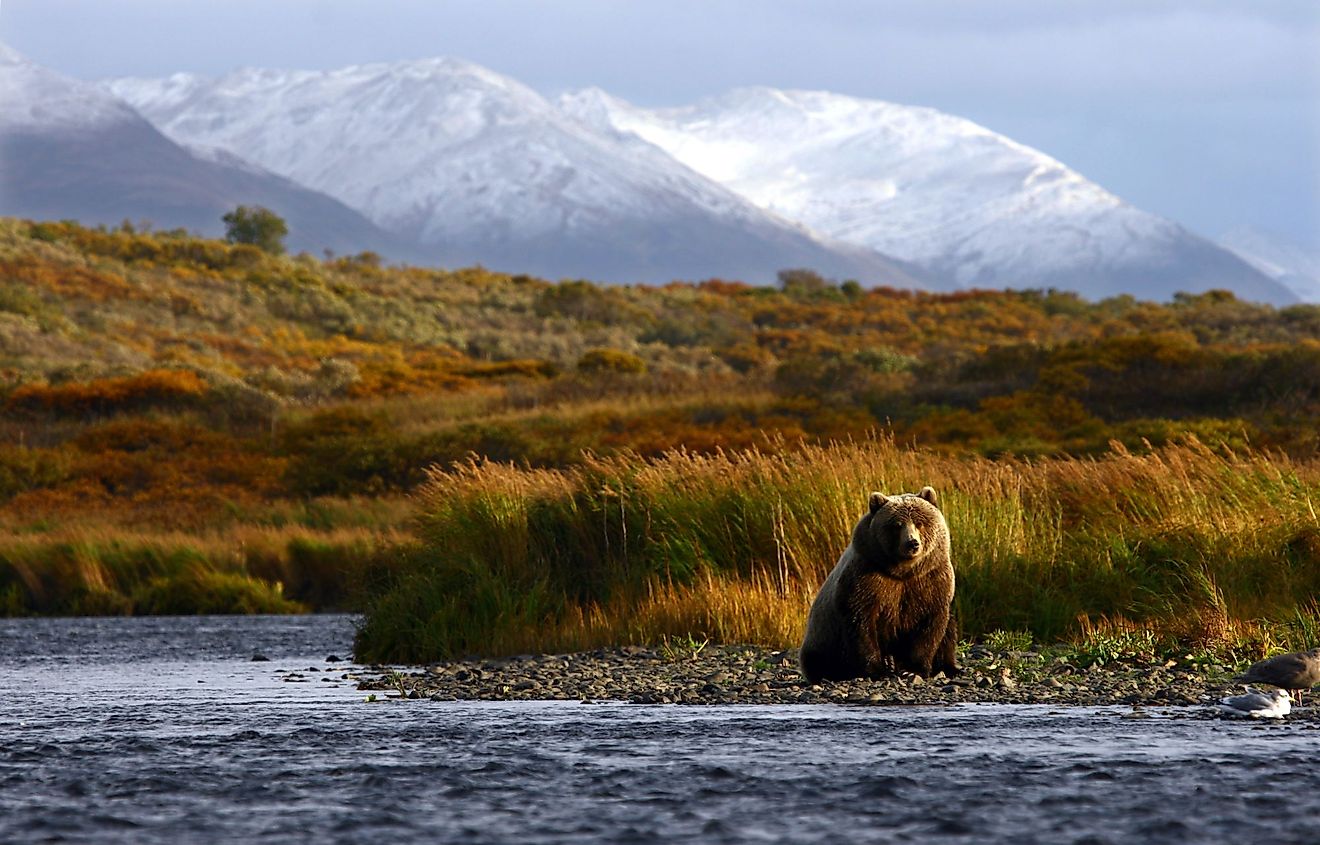 Kodiak Brown Bear looking for salmon in a river in Kodiak Island, Alaska. 