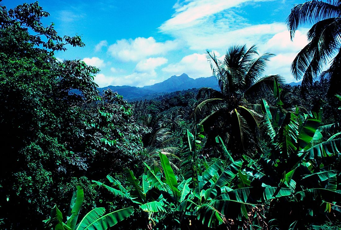 Banana Trees in Dominica. 